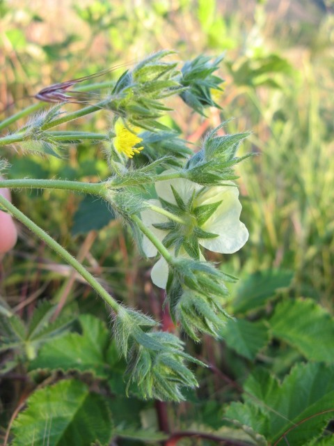 Potentilla recta / Cinquefoglia diritta