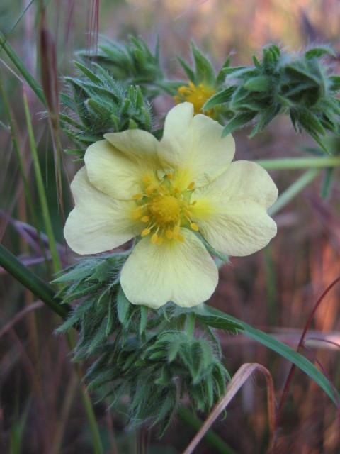Potentilla recta / Cinquefoglia diritta