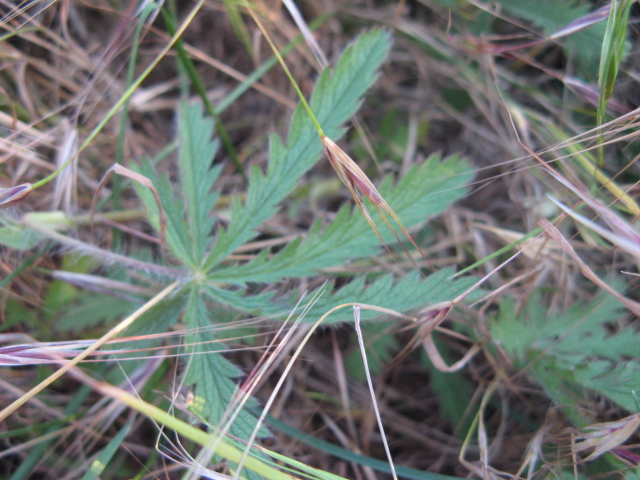 Potentilla recta / Cinquefoglia diritta