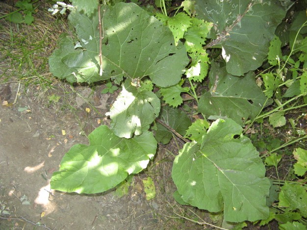 Pianta da detrminare