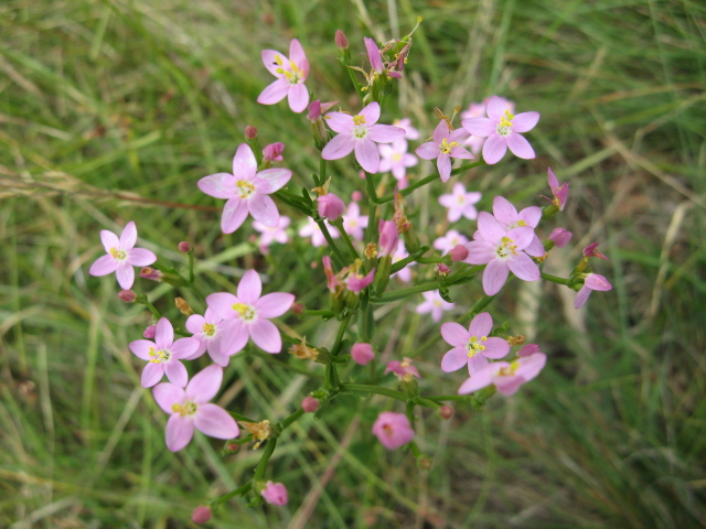 PIANTINA FIORELLINI ROSA Centaurium erythraea