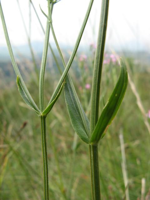 PIANTINA FIORELLINI ROSA Centaurium erythraea