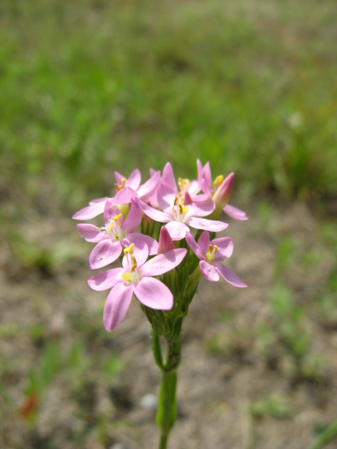 PIANTINA FIORELLINI ROSA Centaurium erythraea