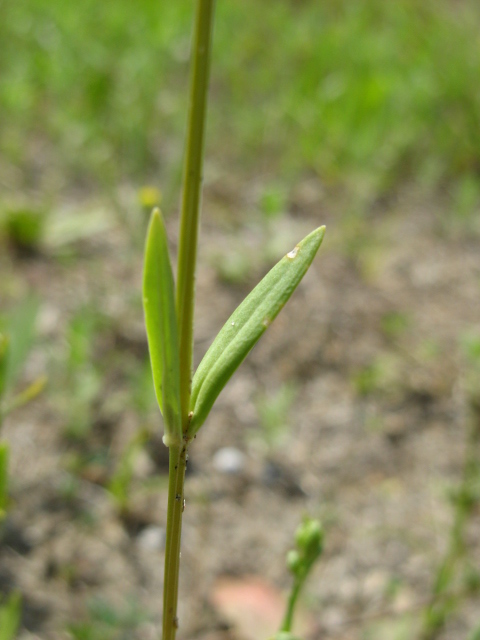 PIANTINA FIORELLINI ROSA Centaurium erythraea