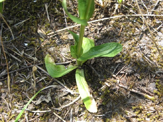PIANTINA FIORELLINI ROSA Centaurium erythraea