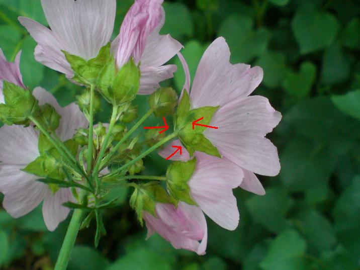 Malva moschata