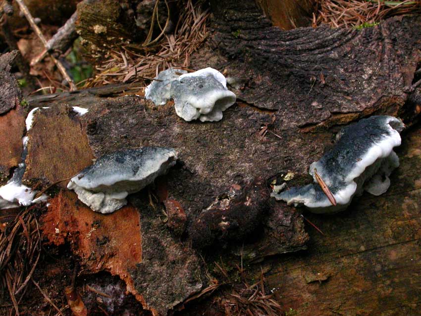 Oligoporus caesius ? - (Postia caesia)