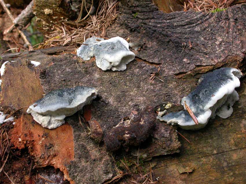 Oligoporus caesius ? - (Postia caesia)