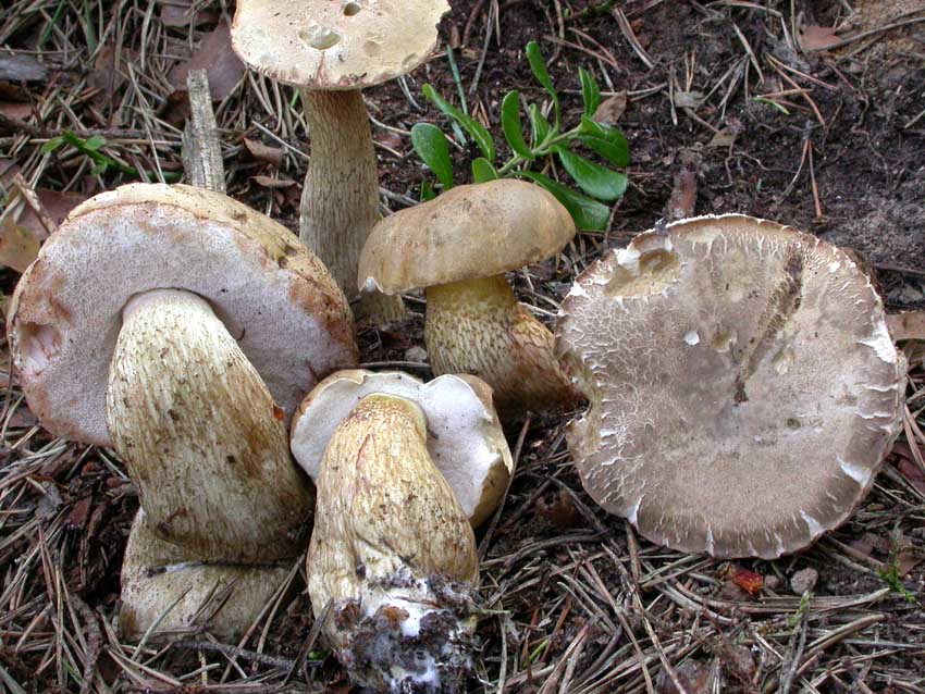 Tylopilus felleus: scheda fotografica