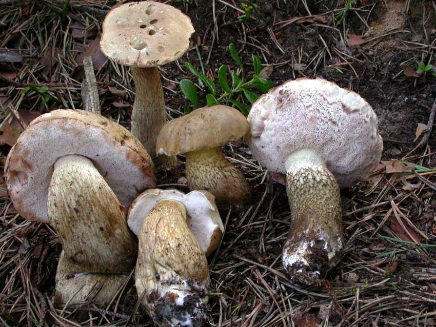 Tylopilus felleus: scheda fotografica