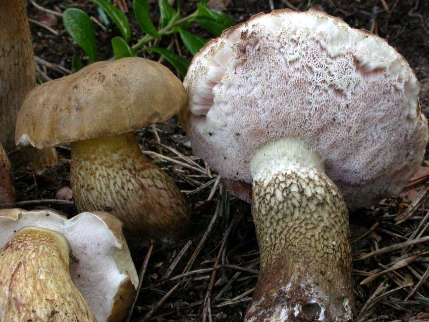 Tylopilus felleus: scheda fotografica