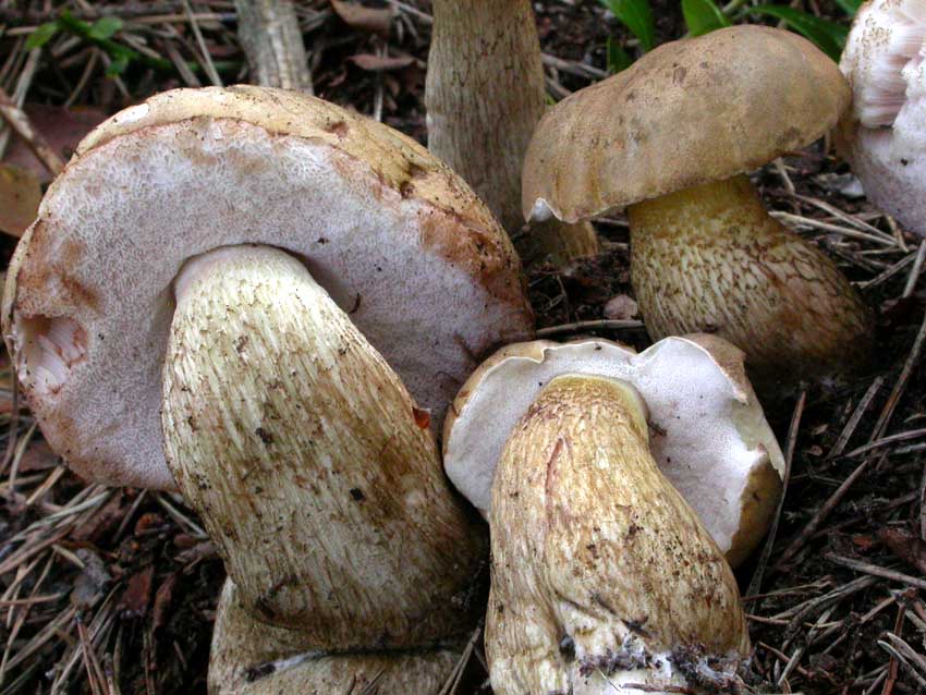 Tylopilus felleus: scheda fotografica