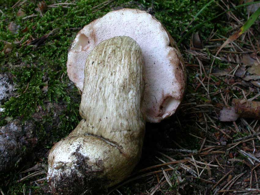 Tylopilus felleus: scheda fotografica