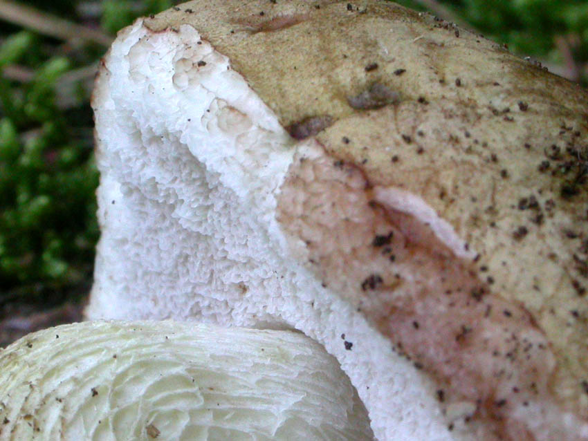 Tylopilus felleus: scheda fotografica