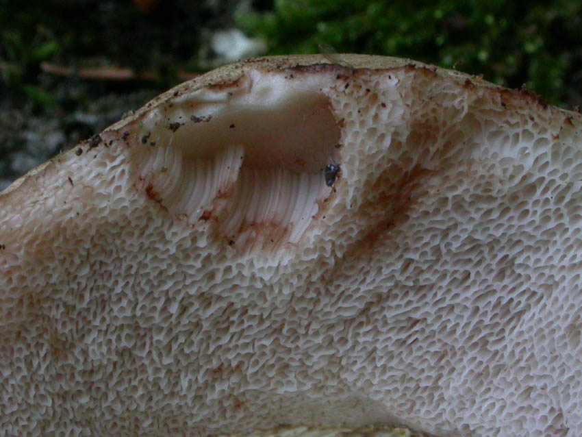 Tylopilus felleus: scheda fotografica