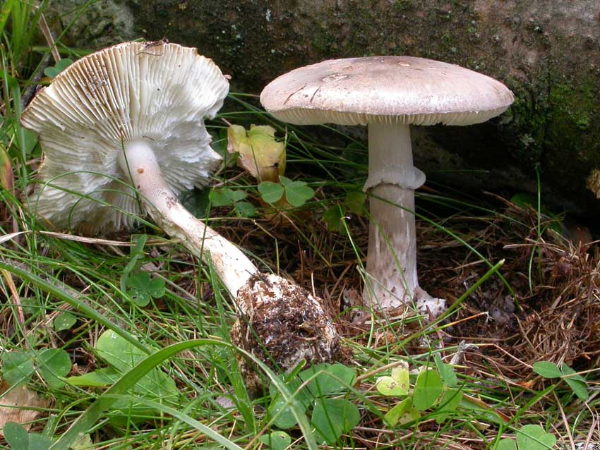 Amanita porphyria: scheda fotografica