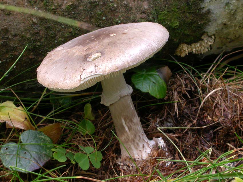 Amanita porphyria: scheda fotografica