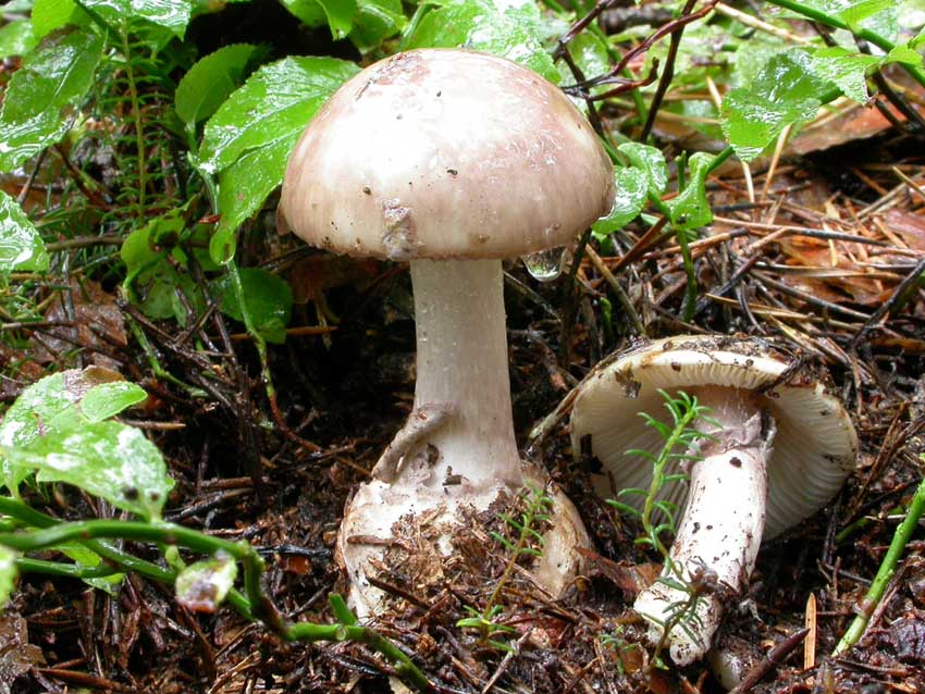 Amanita porphyria: scheda fotografica
