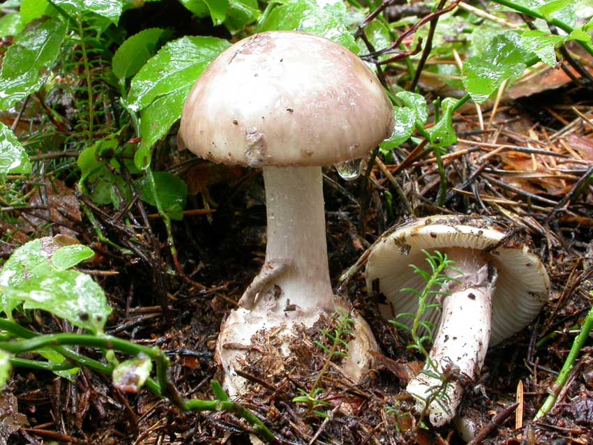 Amanita porphyria: scheda fotografica