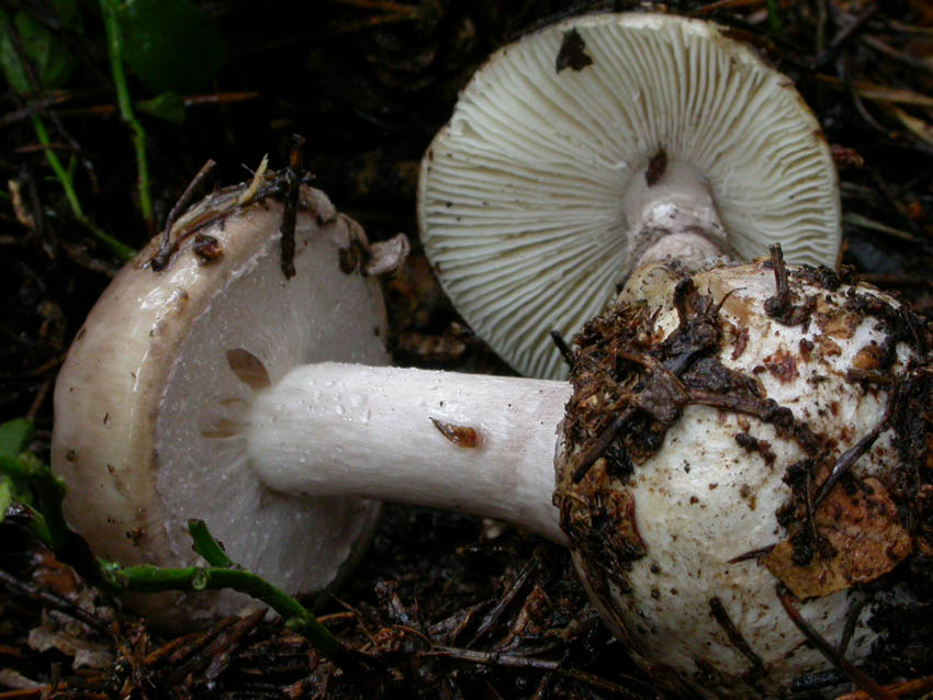 Amanita porphyria: scheda fotografica