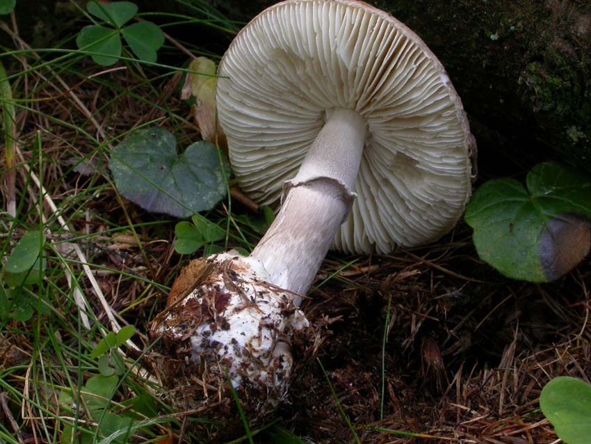 Amanita porphyria: scheda fotografica