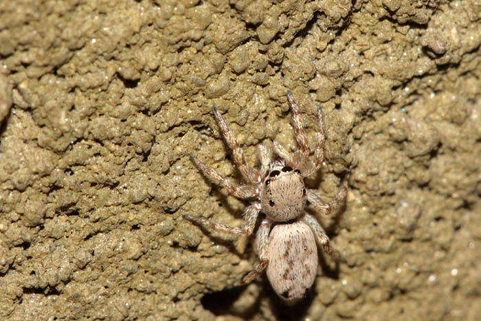 salticide -  Salticus cf. mutabilis
