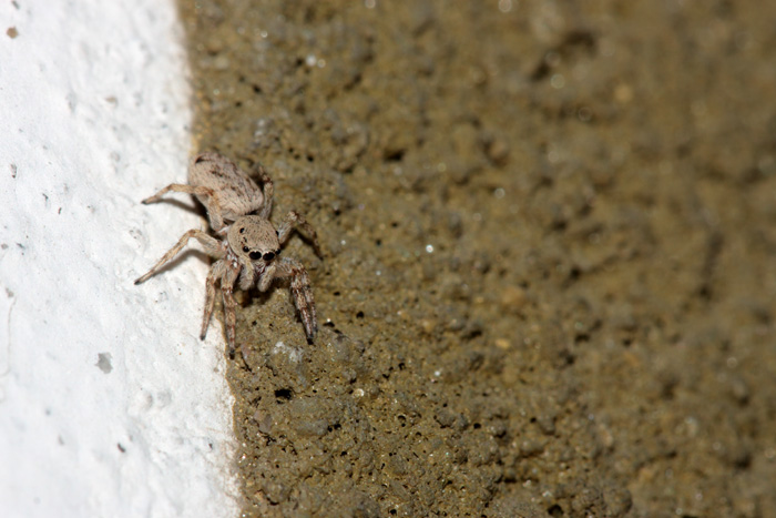 salticide -  Salticus cf. mutabilis