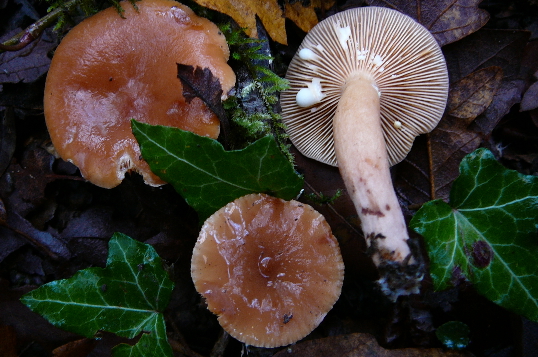 Lactarius sp.