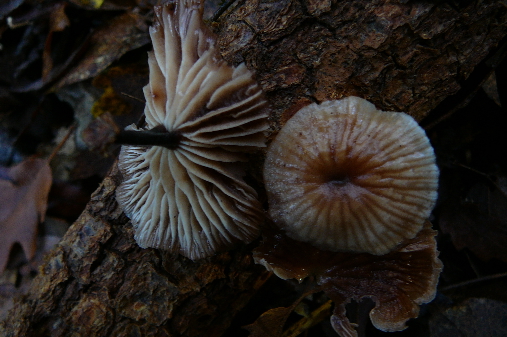 fungo da identificare