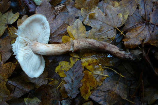 Tricholoma sp.