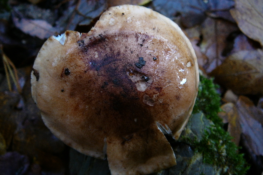 Tricholoma sp.