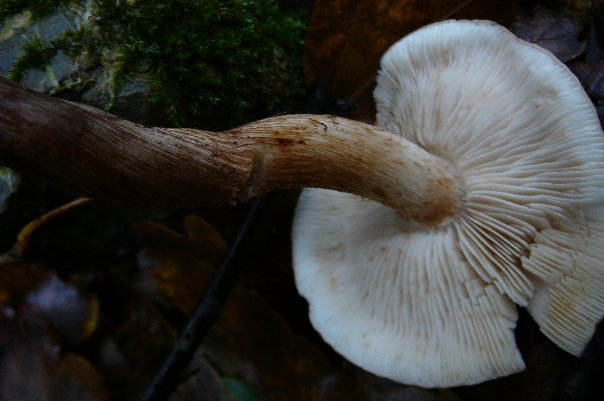 Tricholoma sp.