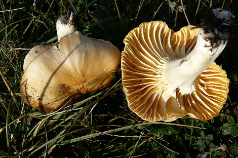 Camarophyllus pratensis