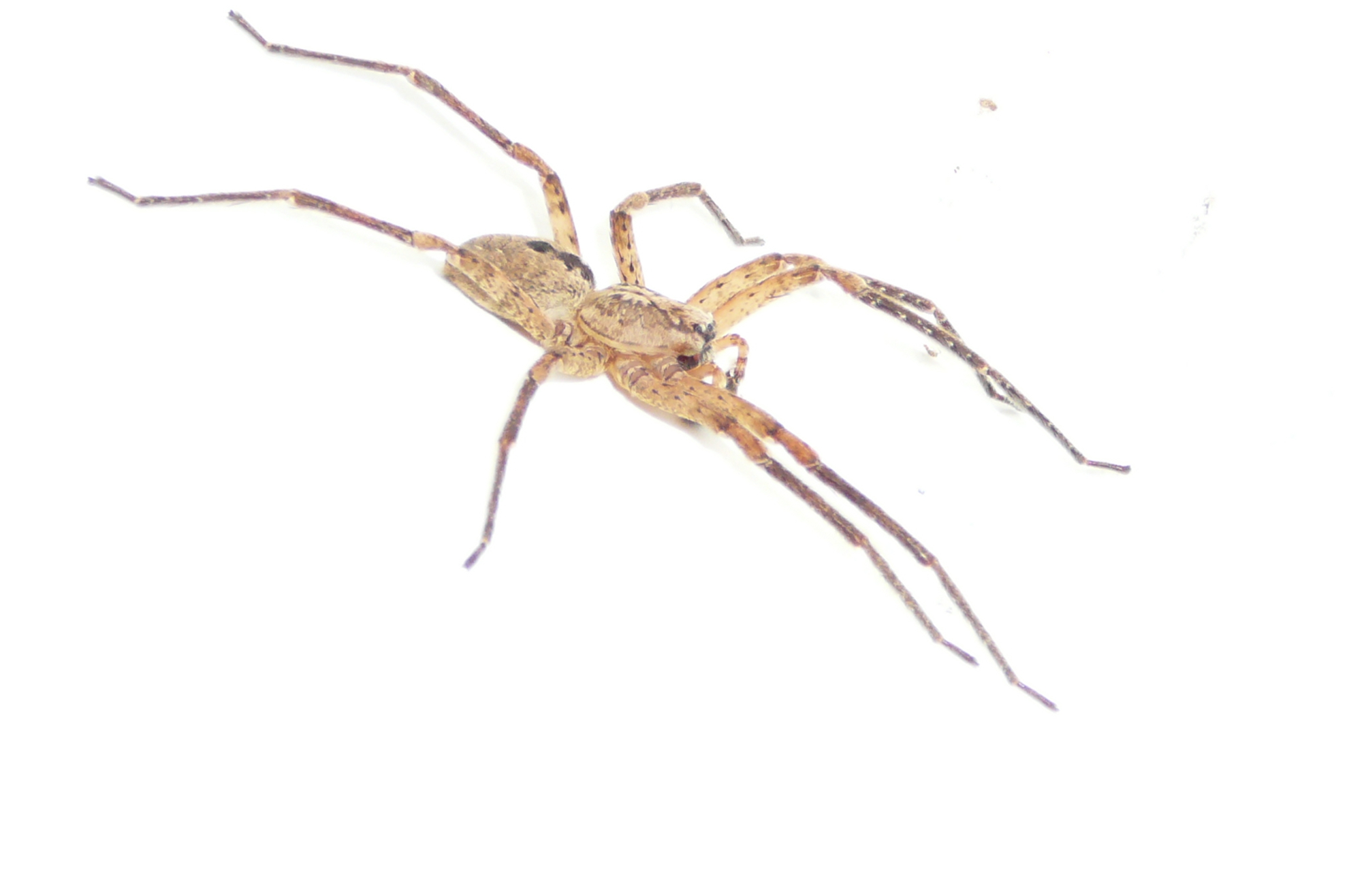 Zoropsis spinimana