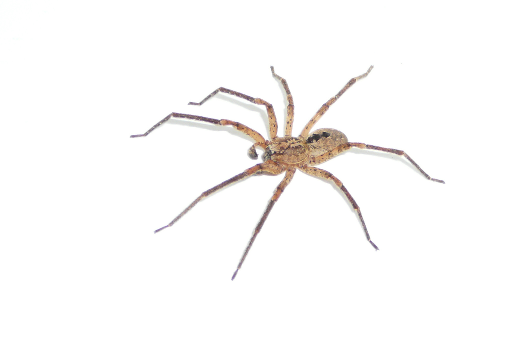 Zoropsis spinimana