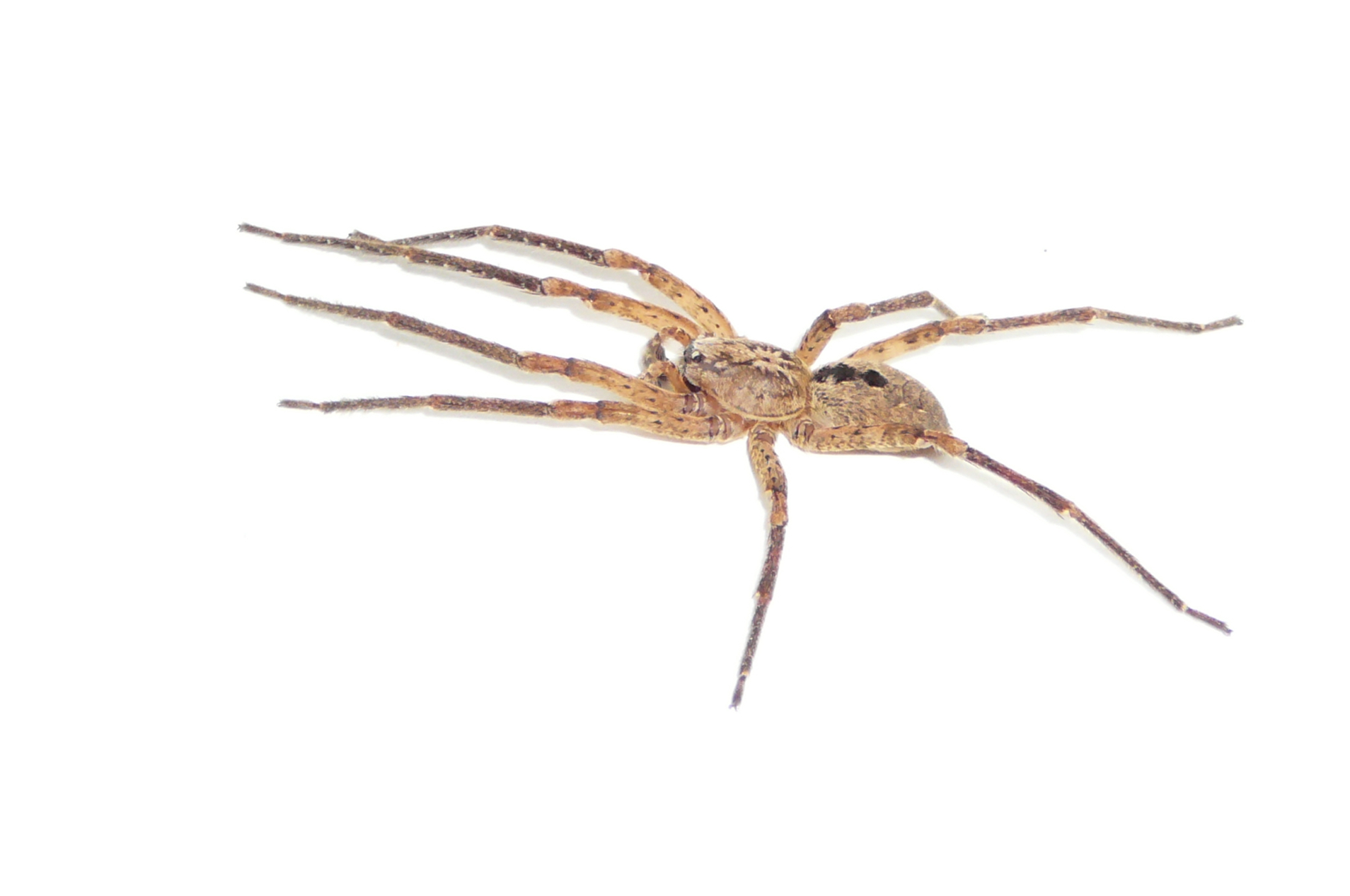 Zoropsis spinimana