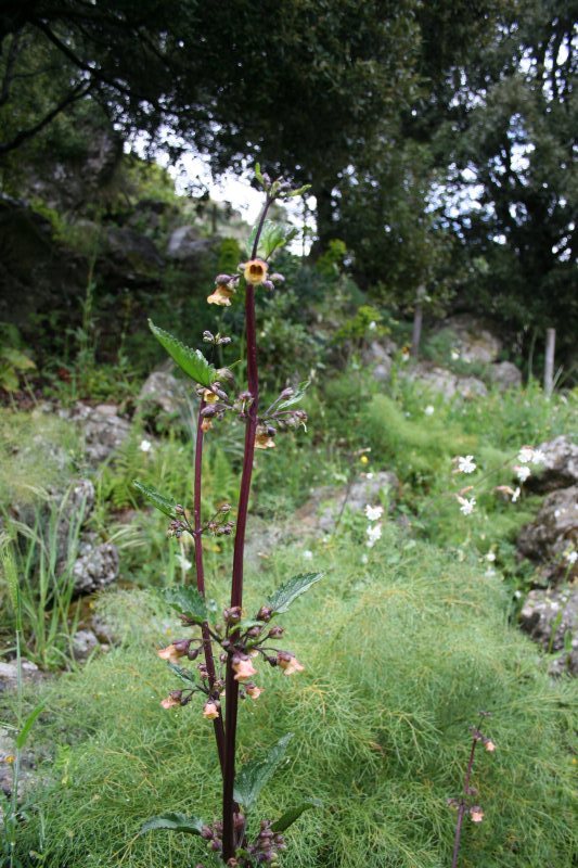 Scrophularia trifoliata / Scrofularia di Sardegna