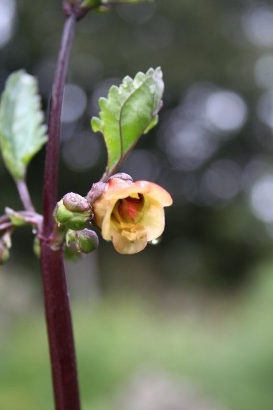 Scrophularia trifoliata / Scrofularia di Sardegna