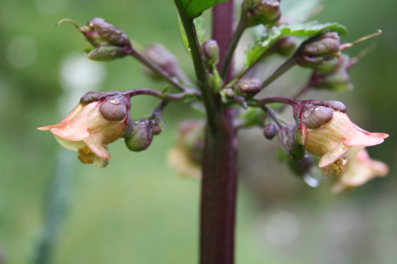 Scrophularia trifoliata / Scrofularia di Sardegna