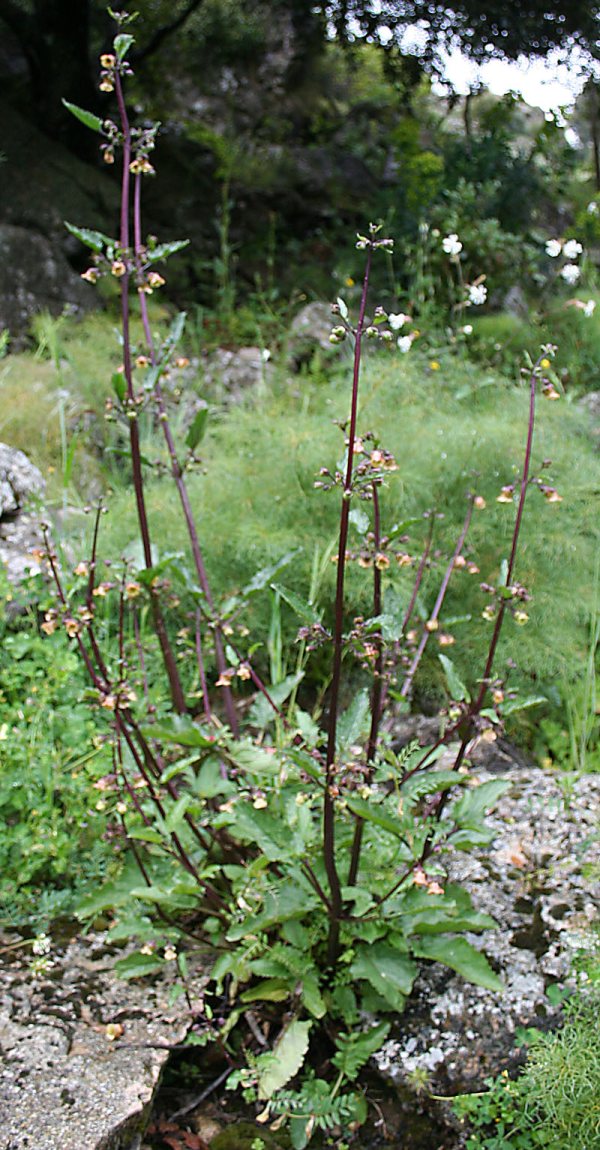 Scrophularia trifoliata / Scrofularia di Sardegna