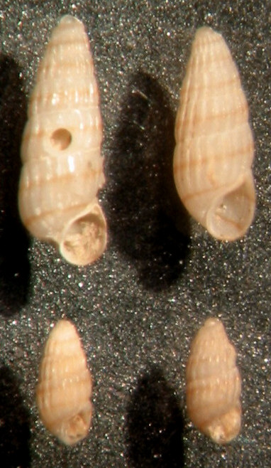 Odostomella doliolum - O. bicincta