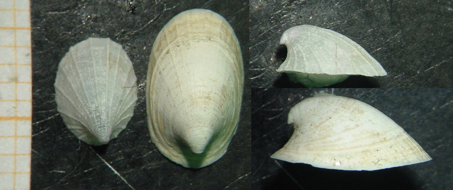 Ancylus cf. fluviatilis