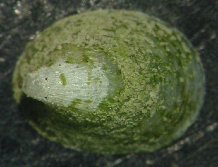 Ancylus cf. fluviatilis  sp.  B