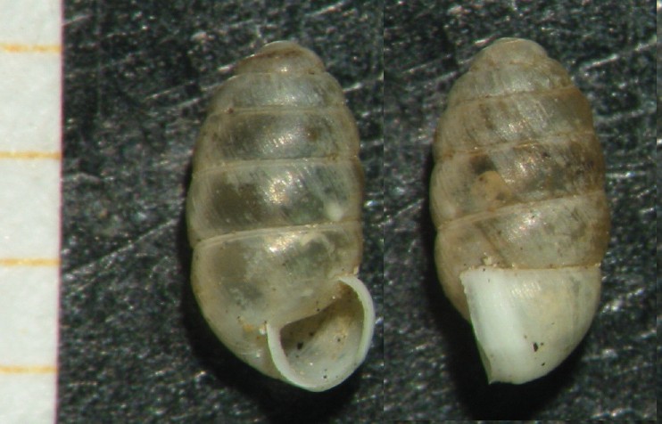 Pupilla cf. alpicola (Charpentier, 1837)