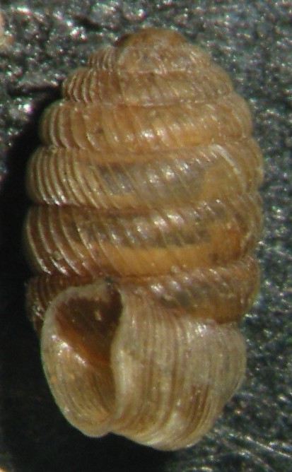 Pagodulina austeniana (Nevill, 1880)