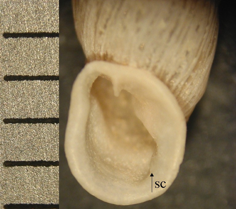 Papillifera cf. papillaris