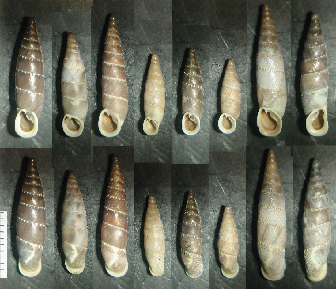 Leucostigma candidescens (Rossmssler, 1835)