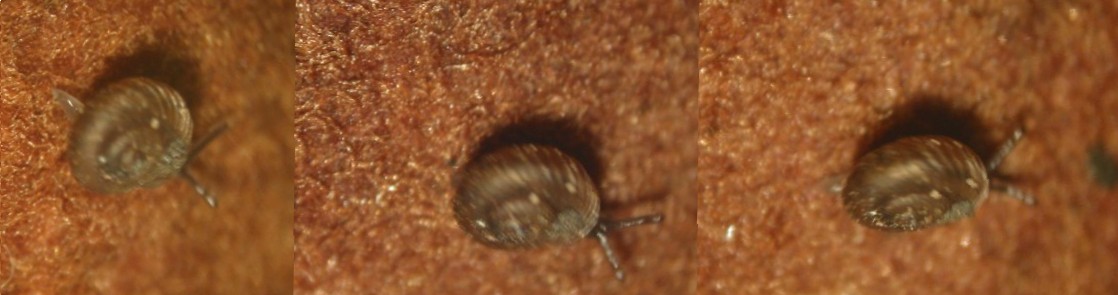 Paralaoma servilis (Shuttleworth, 1852)