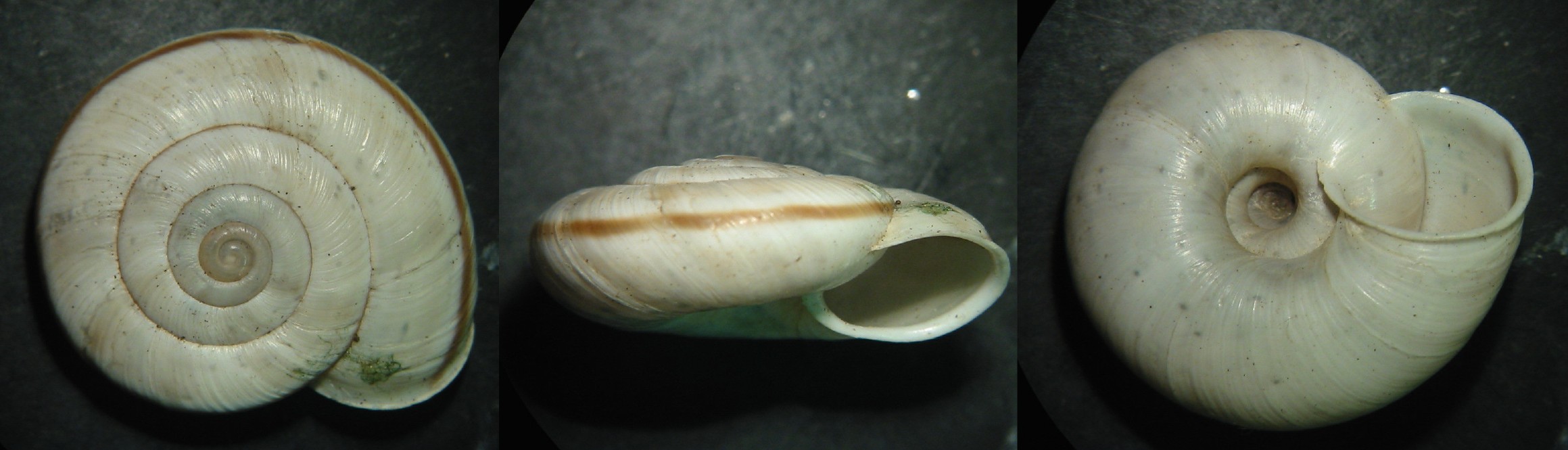 Chilostoma cingulatum (Studer, 1820) dell''Umbria