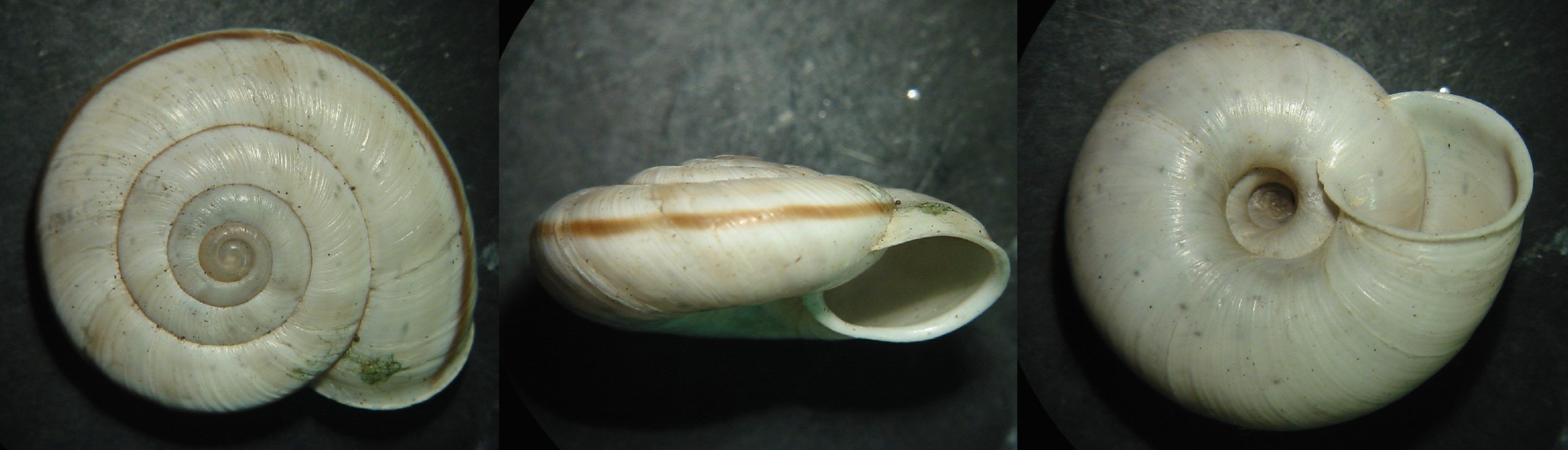 Chilostoma cingulatum infernale